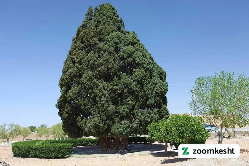 چنار اسکو آذربایجان شرقی