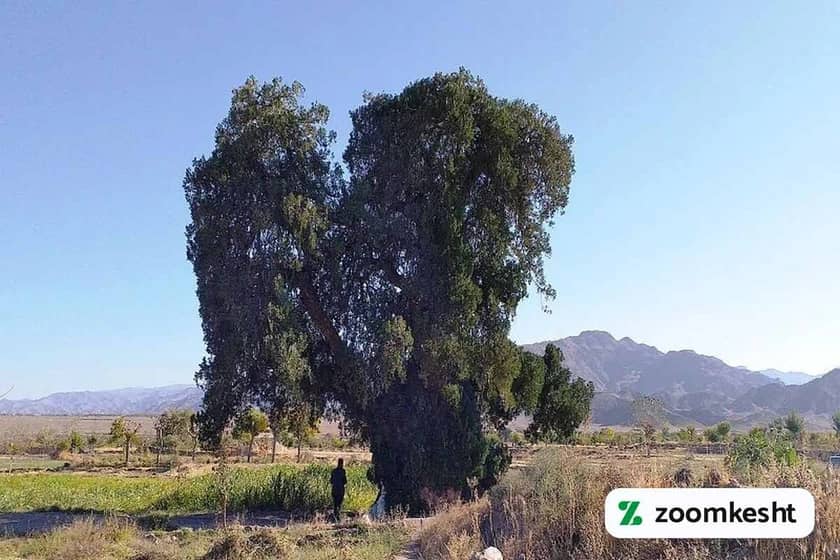 درخت سرو نوش خراسان