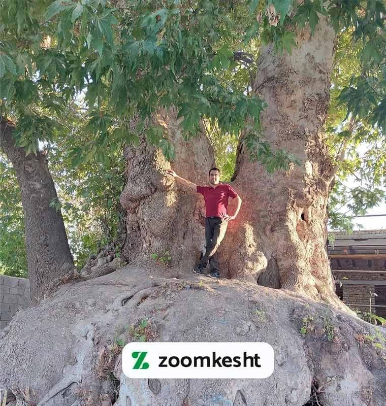 چنار کیذقان سبزوار