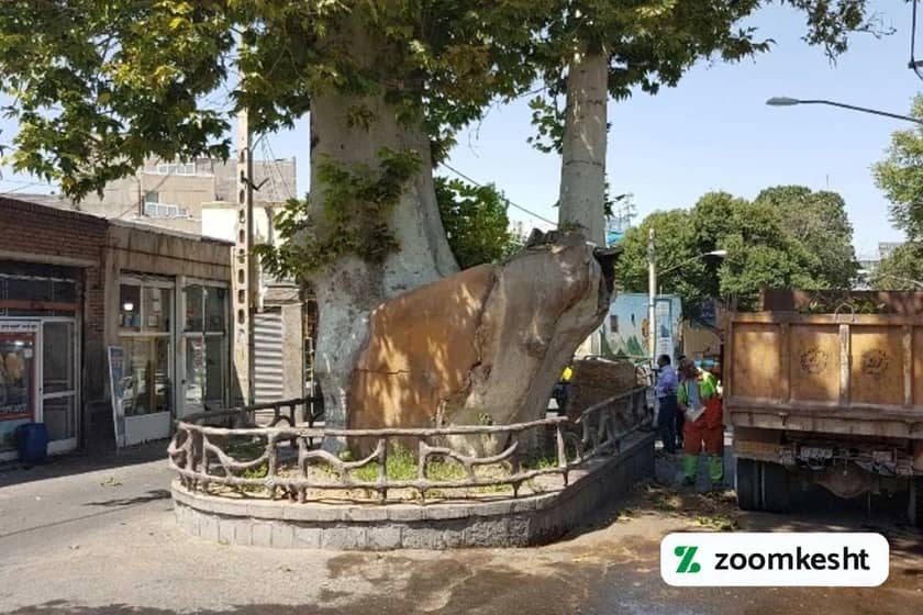 چنار اسکو آذربایجان شرقی