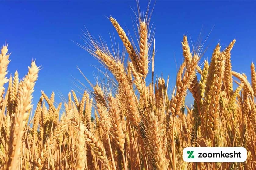 کشت بذر گندم