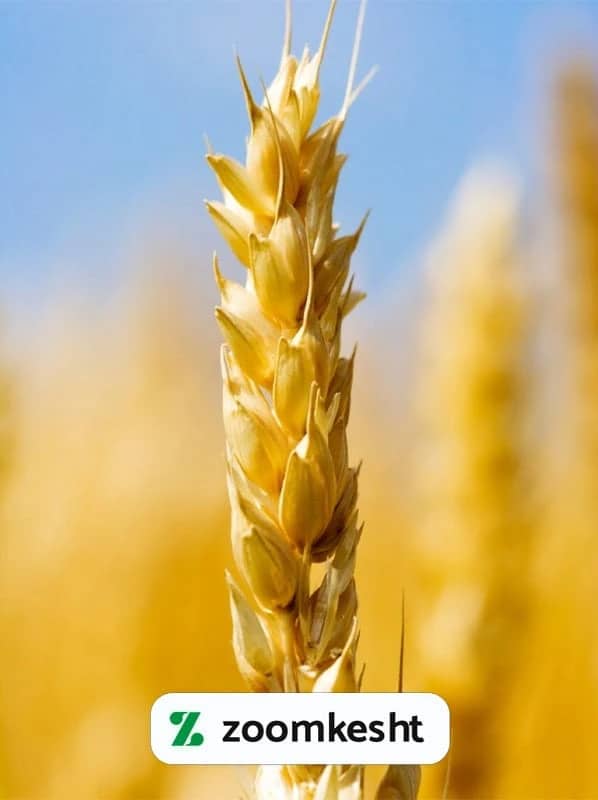 برداشت گندم با کیفیت