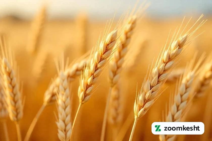 کشت بذر گندم