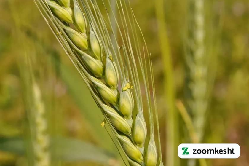 گندم کشت شده در حال رشد