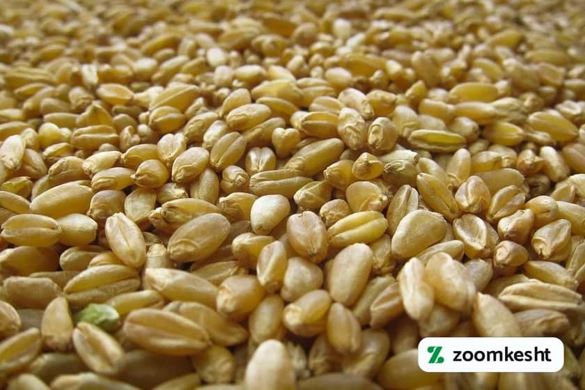 گندم باکیفیت