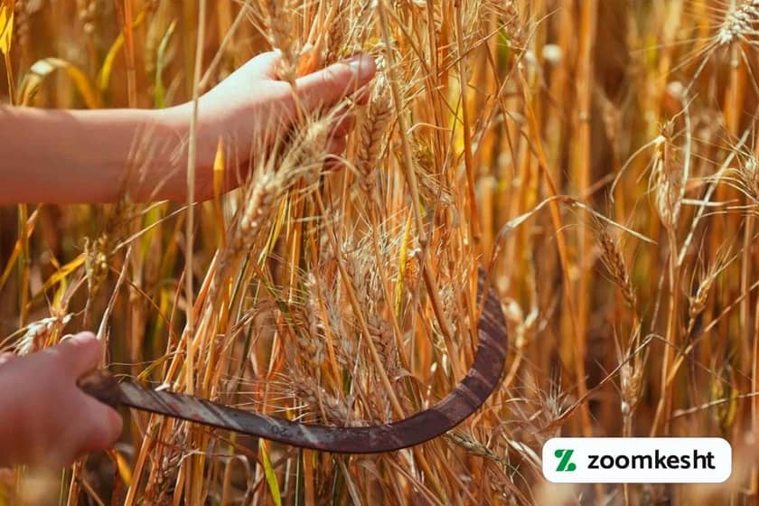 برداشت گندم با کیفیت 