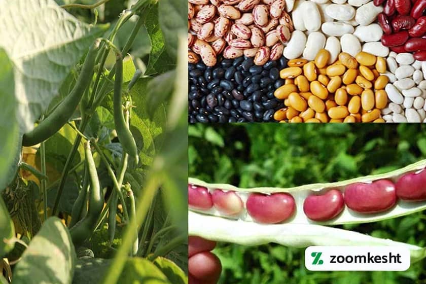 بهترین بذر لوبیا