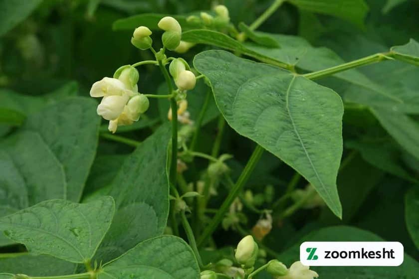 بهترین بذر لوبیا چیتی