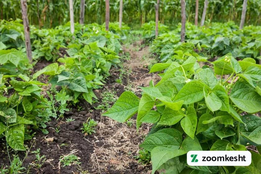 بهترین بذر لوبیا چیتی