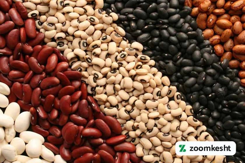 بهترین بذر لوبیا چیتی