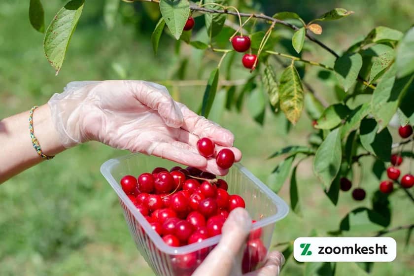 برداشت آلبالو