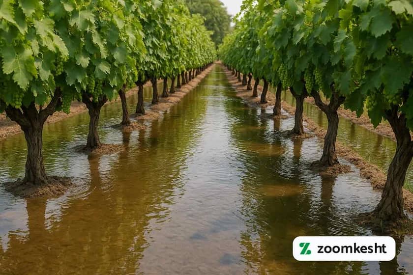 آبیاری انگور