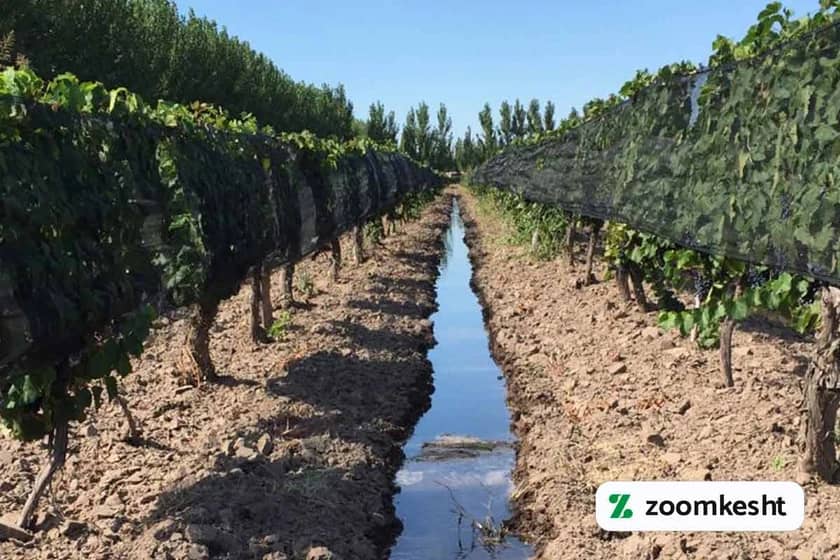 آبیاری انگور