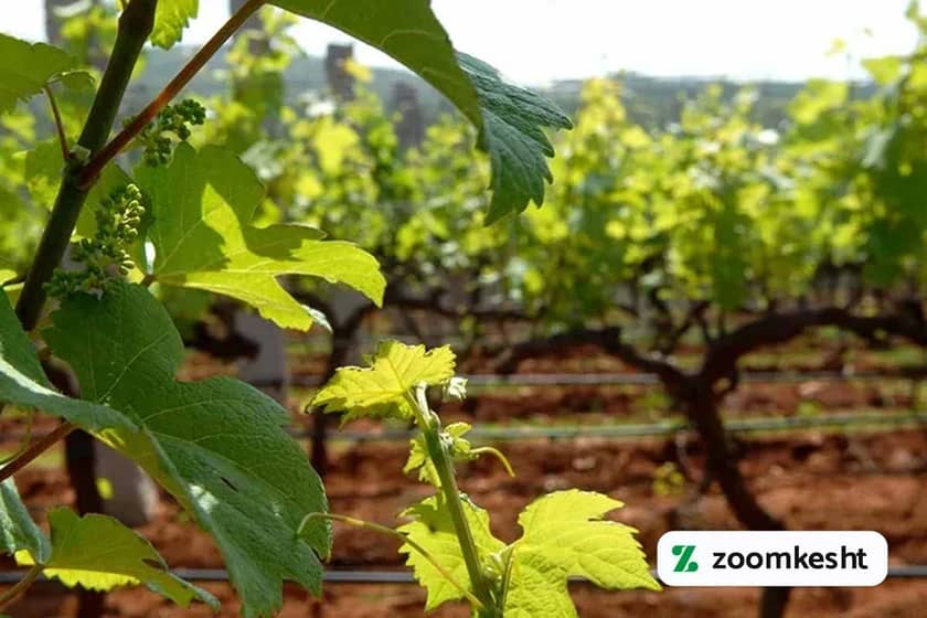 کوددهی انگور