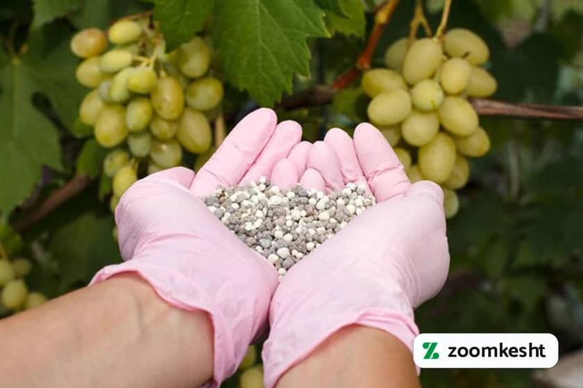 کوددهی انگور