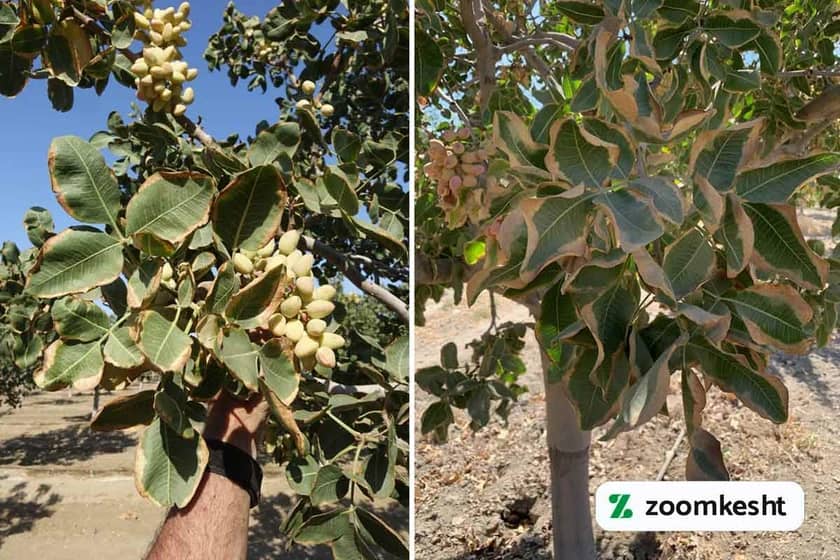 حاشیه خشکی پسته