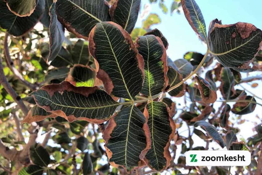 حاشیه خشکی پسته