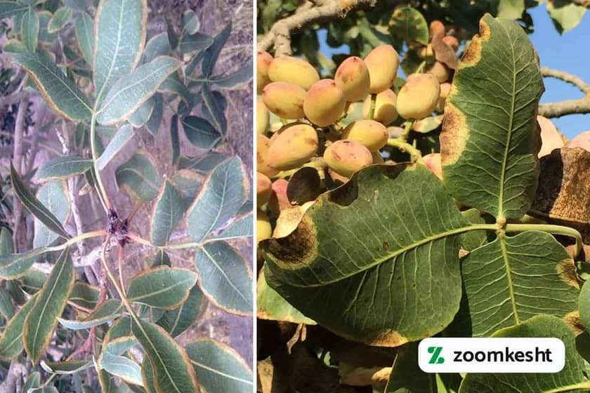 حاشیه خشکی پسته