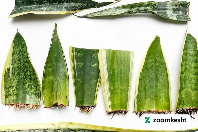 قلمه برگ سانسوریا