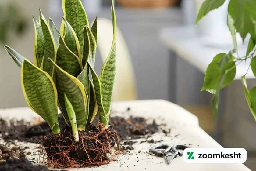 پاجوش سانسوریا