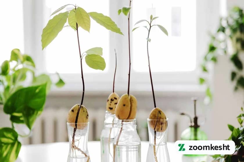 کاشت آووکادو در آب