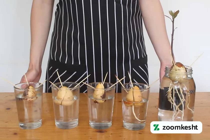 کاشت آووکادو در آب