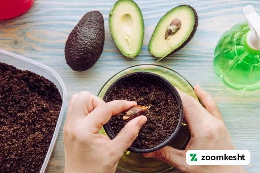 کاشت آووکادو در خاک
