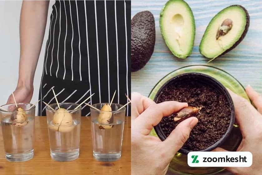 دو روش کاشت آووکادو