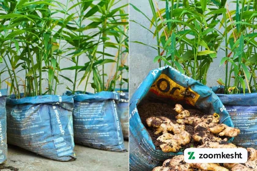 کاشت زنجبیل در گلدان