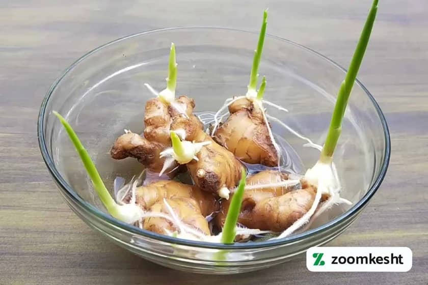 خیساندن زنجبیل