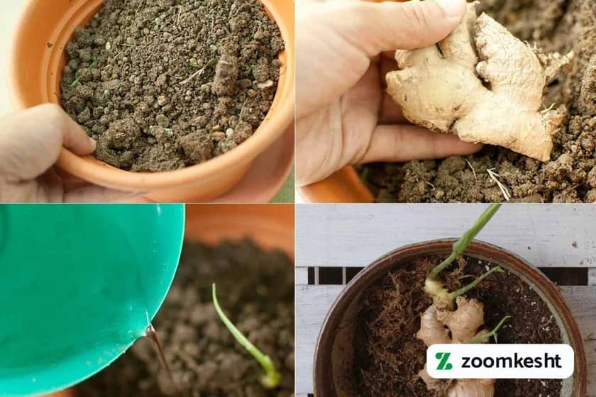 مراحل کاشت زنجبیل در گلدان