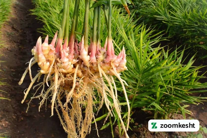 برداشت زنجبیل