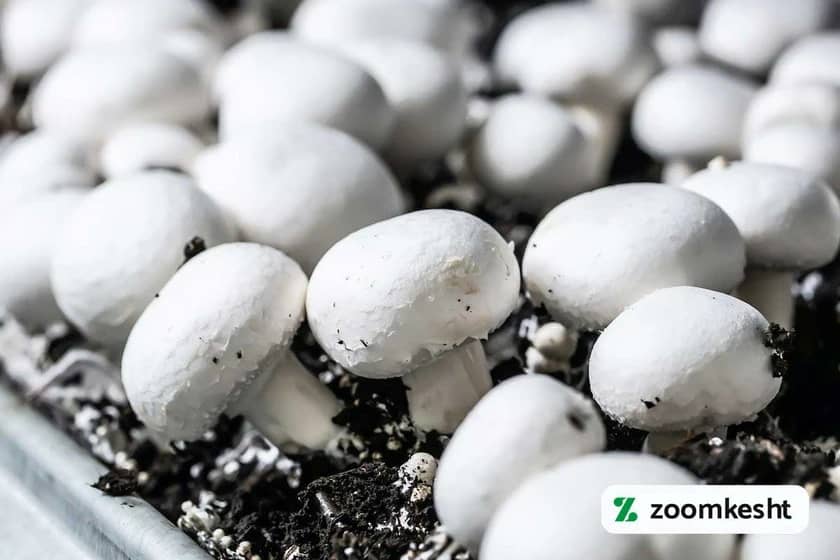 قارچ دکمه ای