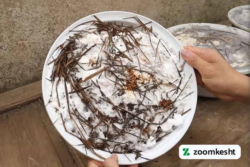 ریسه‌ دوانی در کمپوست