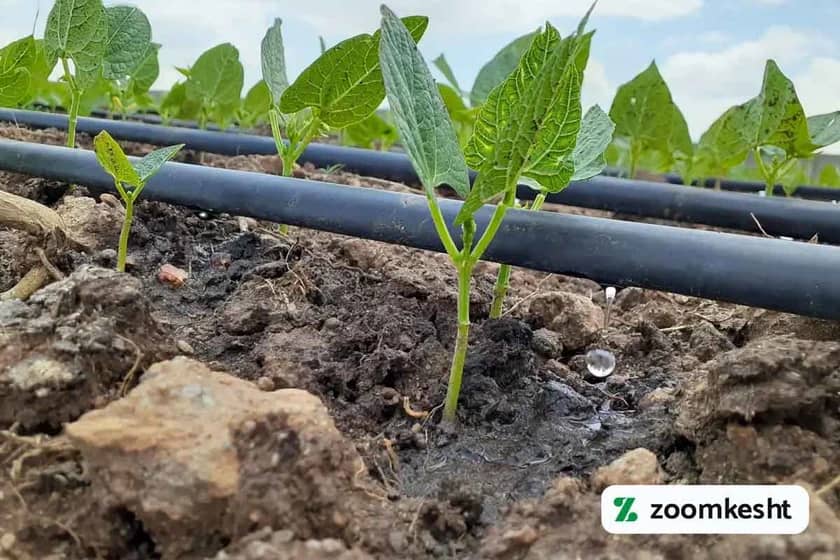 آبیاری قطره ای لوبیا