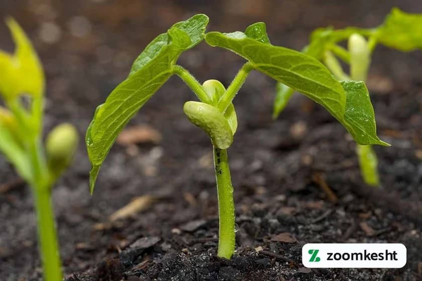 جوانه زنی لوبیا