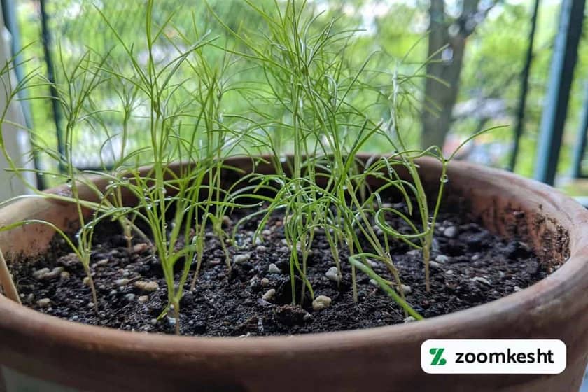 کاشت زیره سبز در گلدان