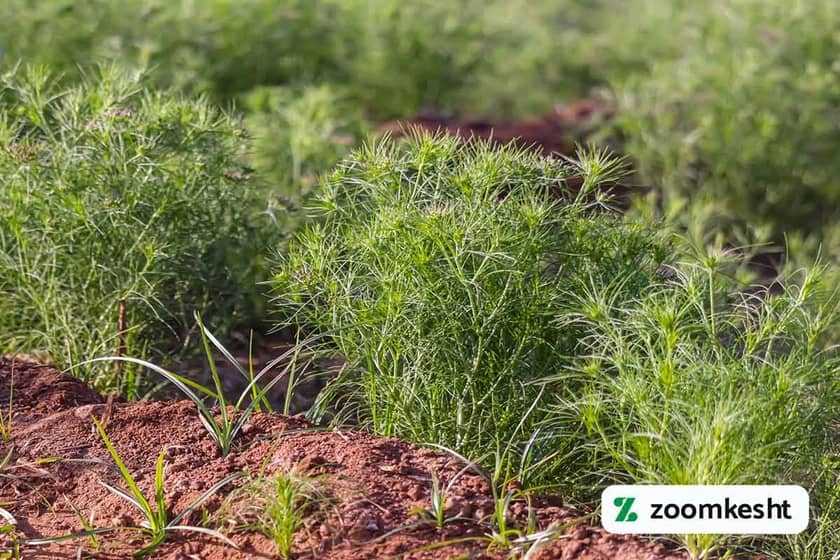 کاشت زیره سبز