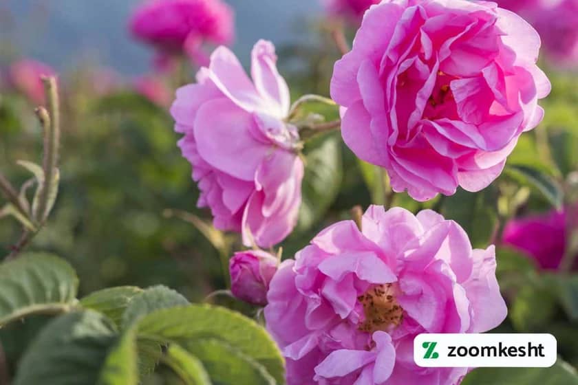 کاشت گل محمدی