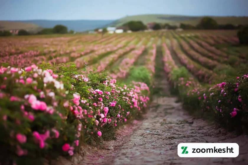 کاشت گل محمدی