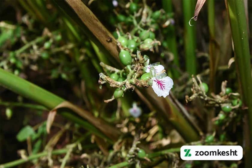 رشد گیاه هل