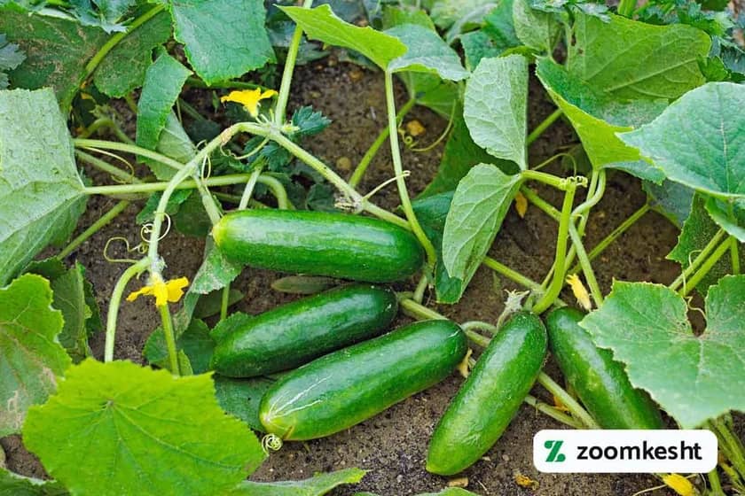 نقش عناصر NPK در رشد بوته خیار