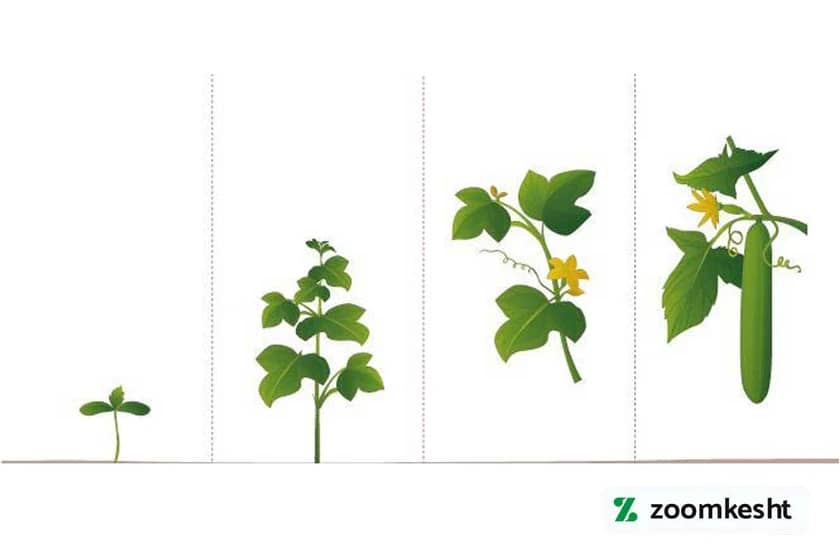 رشد برگ خیار