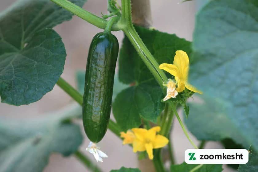 کود سه بیست برای گلدهی خیار