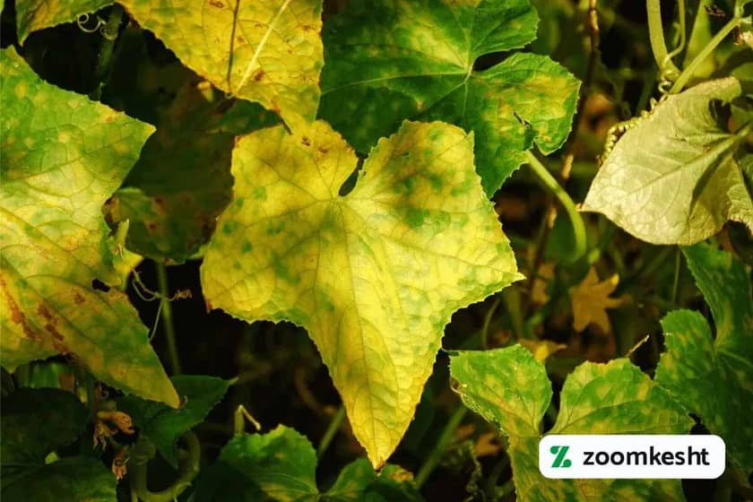 کاهش زرد شدن بوته خیار