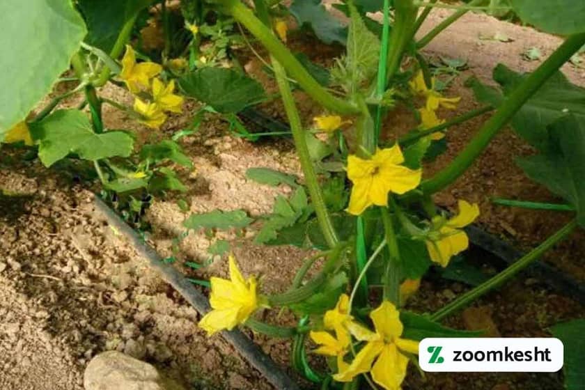 آبیاری قطره ای خیار