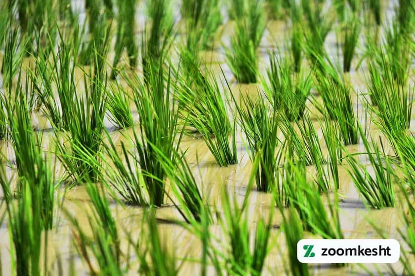 کود سه بیست در نشا برنج