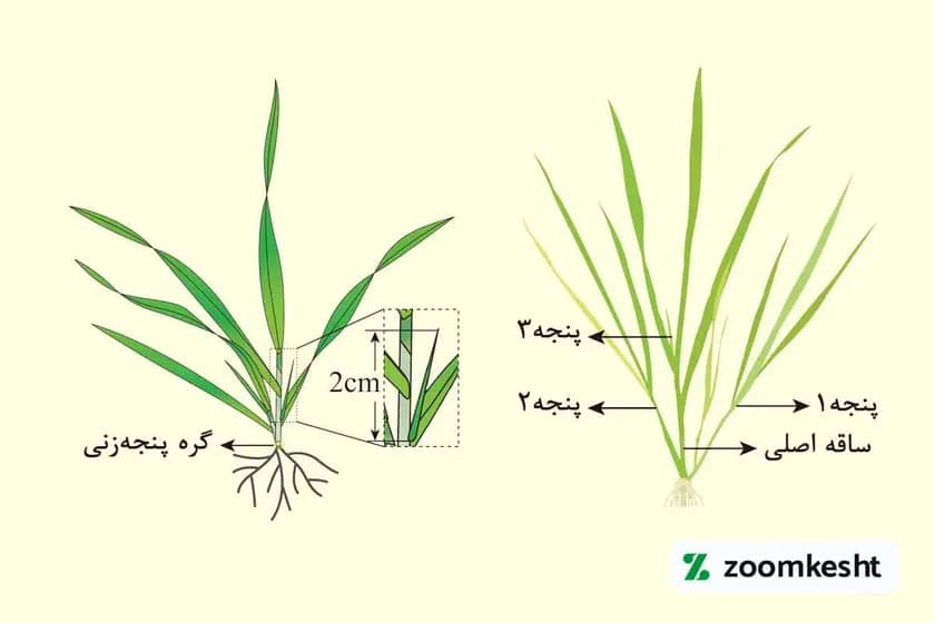 پنجه زنی برنج