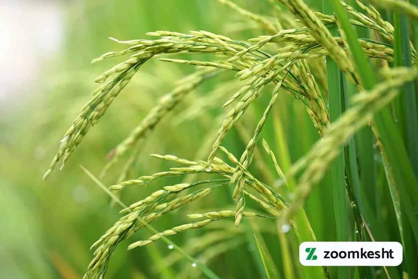 کوددهی در پر شدن دانه