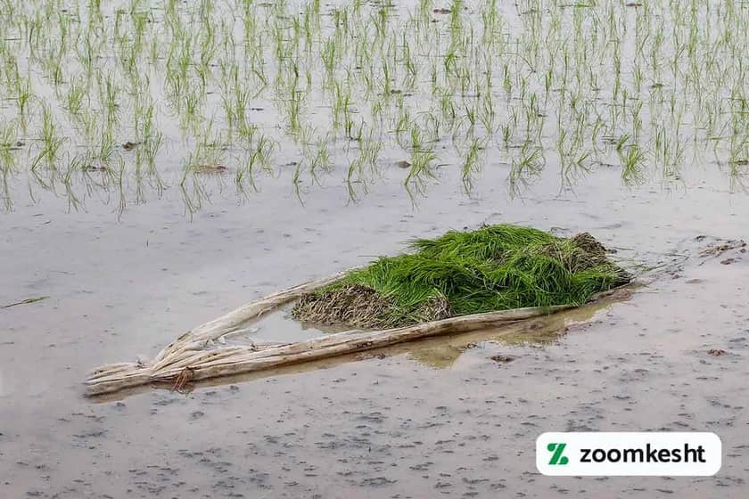 کوددهی برنج در سیستم آبیاری شالیزار